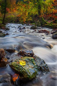 Flussbett im Herbst von Peter Bolman