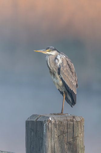 Blauwe reiger, portret
