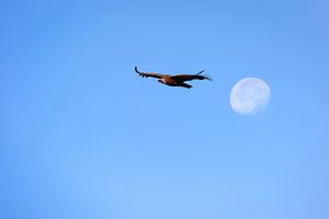 Gänsegeier fliegen zum aufgehenden Mond.