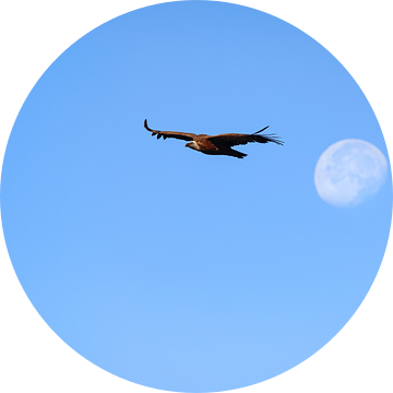 Vale gier vliegend voor de opkomende maan. van Wout Kok