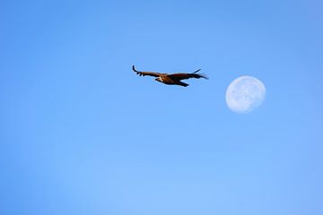 Gänsegeier fliegen zum aufgehenden Mond. von Wout Kok