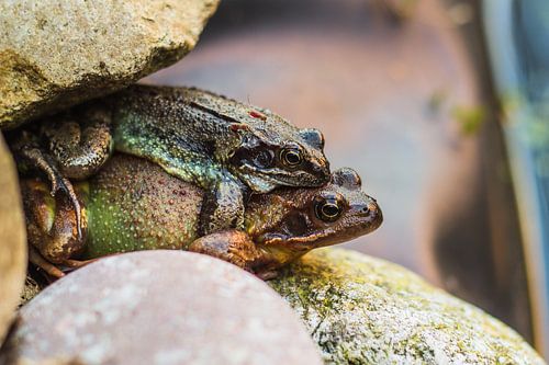 Kleurrijke Parende kikkers