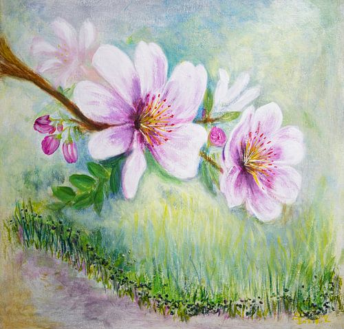 Kersenbloesems