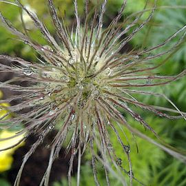 Essence of Nature 01