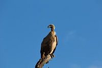 White-backed vulture (gier)