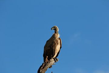 White-backed vulture (gier) van Jolene van den Berg