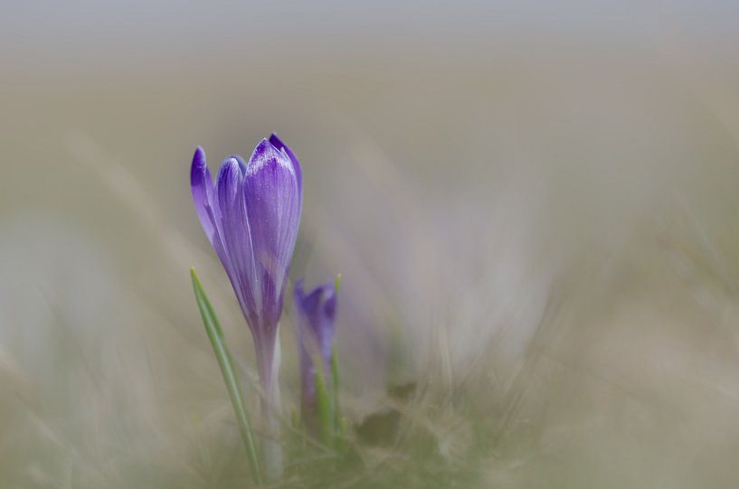 Krokus - "Spring" van Carla Boogaard