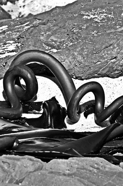 Sea grass on the beach monochrome by Werner Lehmann