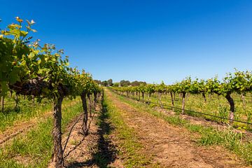 Wijngaard in Barossa Valley, Australië van Troy Wegman