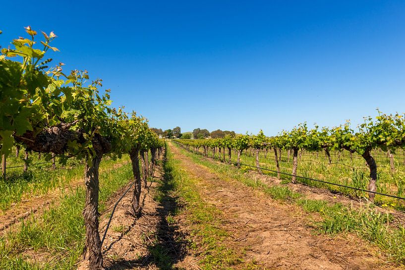 Vignoble dans la vallée de Barossa, Australie par Troy Wegman