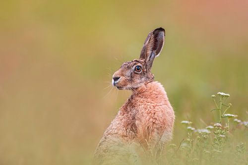 Europese haas (Lepus europaeus) zittend in een groene weide in de vroege ochtend