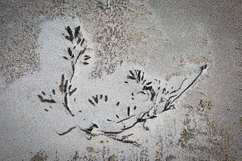 aangespoeld aan het strand