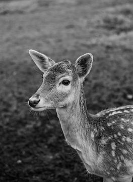 Deer with Character - no. 4 Patient (black and white) by Deborah de Meijer