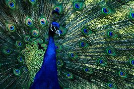Peacock shows off its magnificent plumage by Francis Dost