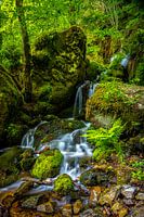 Fairytale forest