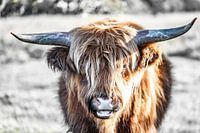 Highlander écossais