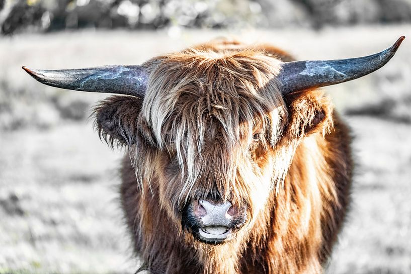 Highlander écossais par Hans Brasz