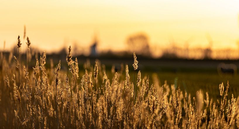 Ochtendlicht op Walcheren by Percy's fotografie