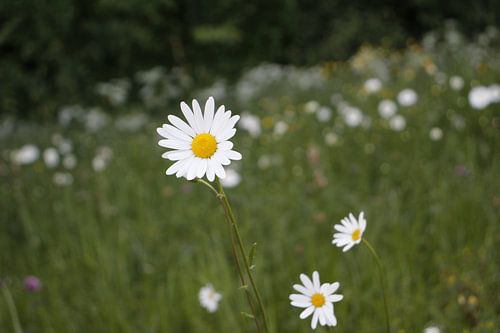 Bloemen in de bloei