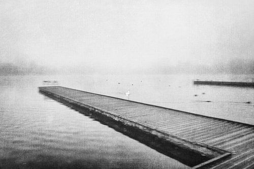 Schwarz-Weiß-Foto mit einem Schwan im Wasser