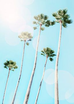 Summer Palms by Gal Design