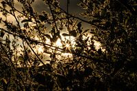 Goldenes Sonnenlicht
