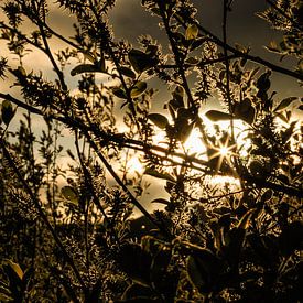 Un soleil doré sur Licht! Fotografie