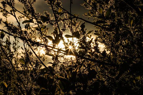 Un soleil doré sur Licht! Fotografie