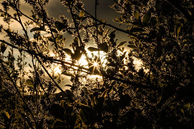 Gouden zonlicht van Licht! Fotografie