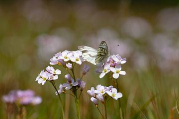 Weißblume mit Schmetterling von Jacqueline de Calonne Bol