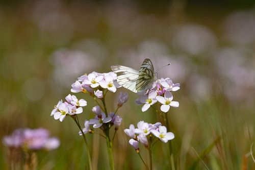 Whitflower avec papillon