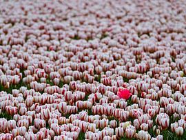Tussen Duizend Tulpen