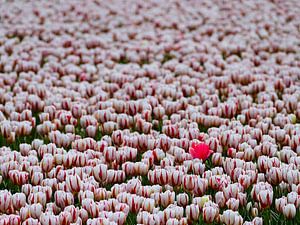 Tussen Duizend Tulpen