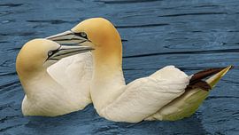 Duet of Ghent by Henk Rombouts
