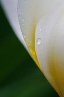 Bloem in de regen