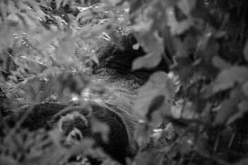 Silverback Gorilla, Oeganda, Zwart Wit van Oscar Kroon