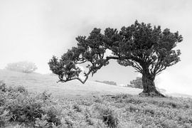 Windfighter Laurel by Thomas Herzog