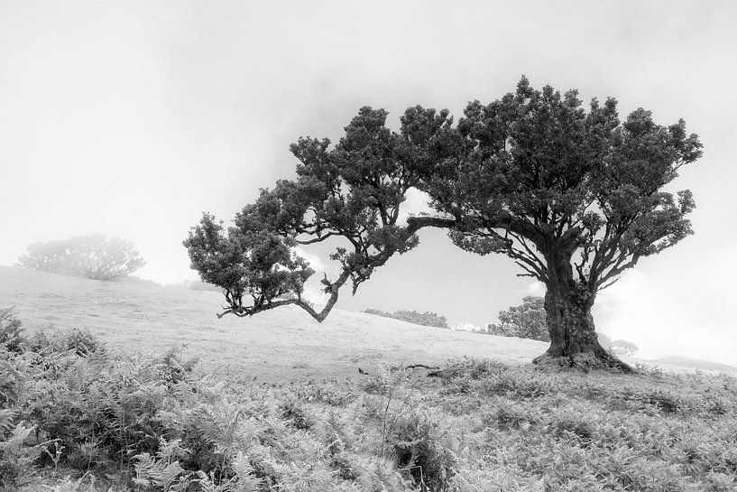 Laurier-cerise, chasseur de vent par Thomas Herzog