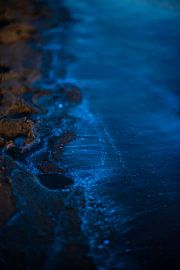 sea spark by Sjon de Mol