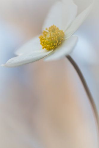 Wood anemone