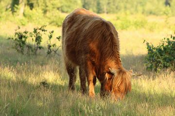 Scottish Highlander by Mieke Wilmink