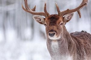 mein Wintergesicht von Daniela Beyer