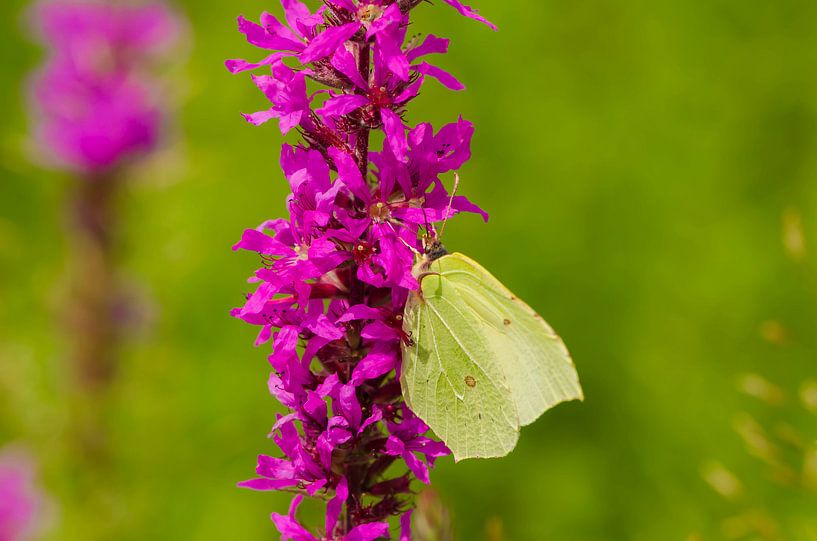 Lemon butterfly by Ans Bastiaanssen