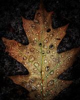 der erste Tag des Herbstes