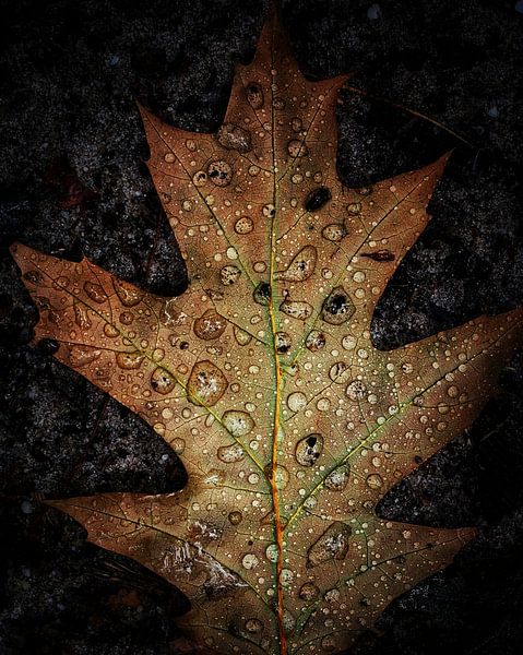 der erste Tag des Herbstes von anneke arnoldussen