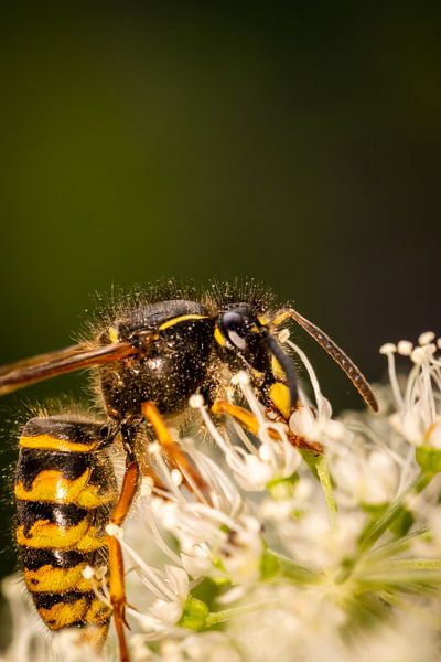 Wasp par Myra van Heeringen
