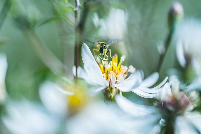 Wasp in Flower | Nature Photography by Nanda Bussers