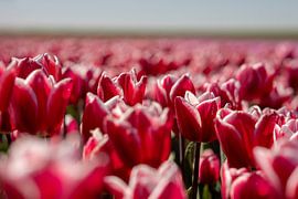 Rotes Glühbirnenfeld von Lens Design Studio