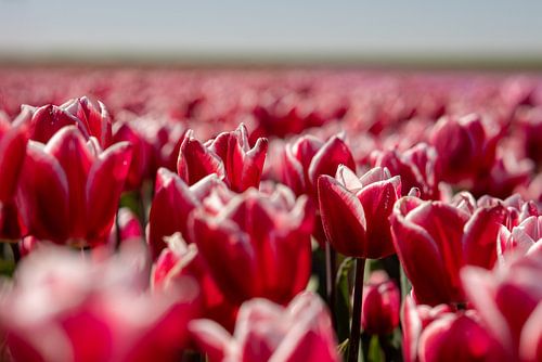 Rotes Glühbirnenfeld