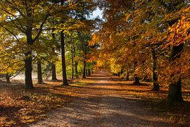 Herfst op de Lemelerberg by Charlene van Koesveld